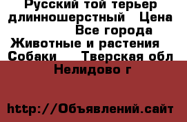 Русский той-терьер длинношерстный › Цена ­ 7 000 - Все города Животные и растения » Собаки   . Тверская обл.,Нелидово г.